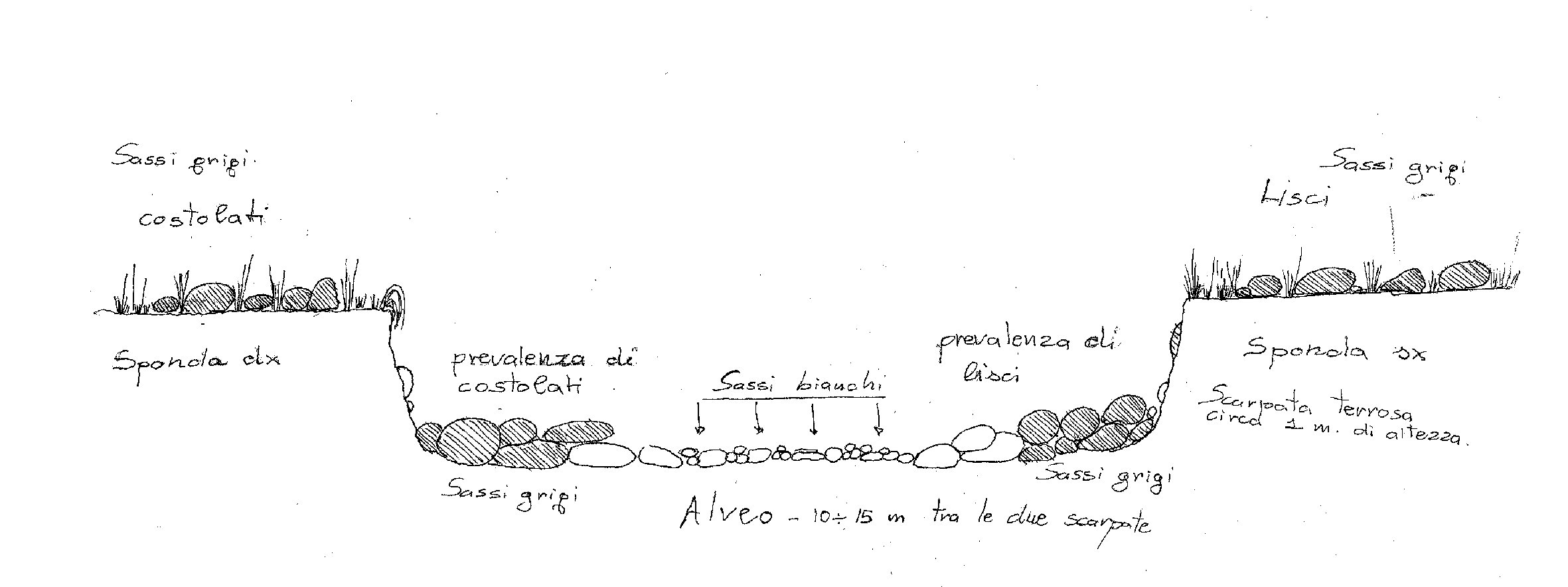 sull''origine delle costolatura